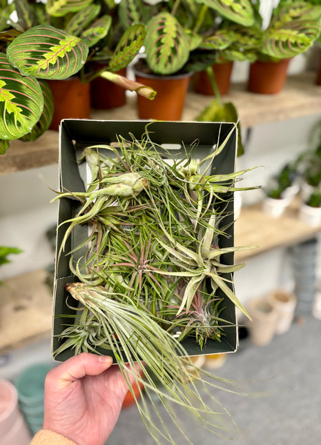 Air plants