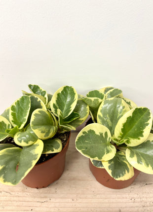 Peperomia Variegata