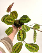 Maranta Fascinator