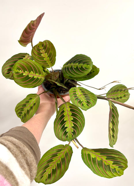 Maranta Fascinator