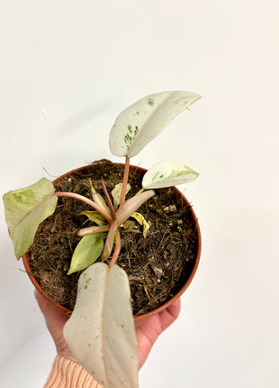 Philodendron Snowdrift