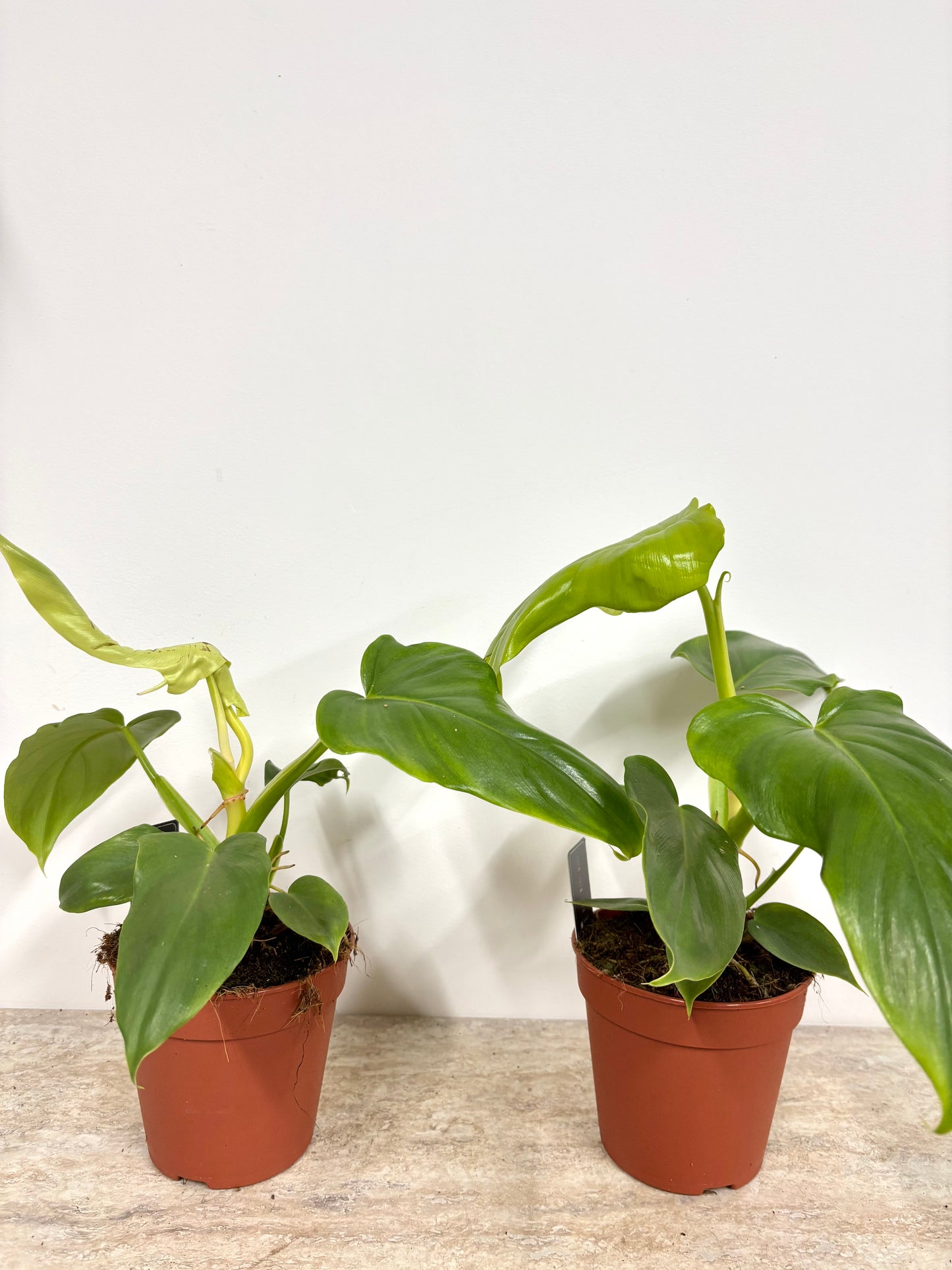 Philodendron Golden Violin