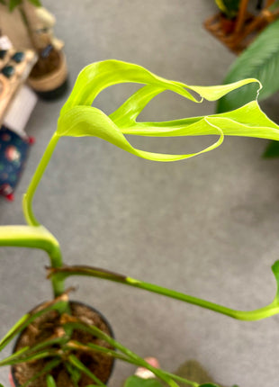 Monstera Burle Marx Flame