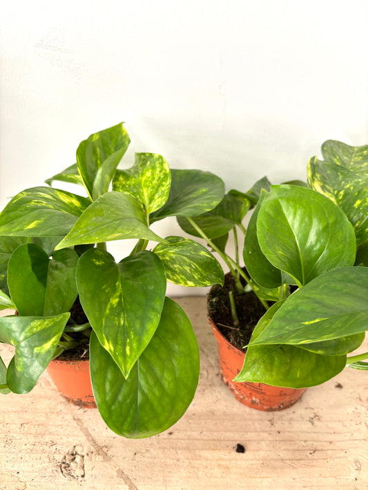 Epipremnum Aureum