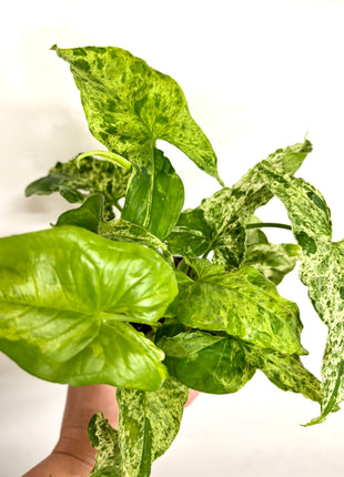 Syngonium Mottled