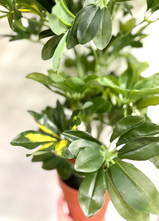 Faux Schefflera variegated