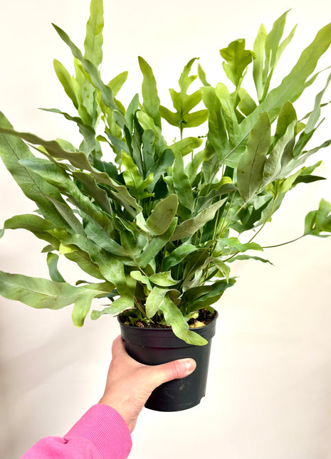 Phlebodium Blue Star