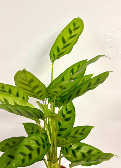 Calathea Leopardina