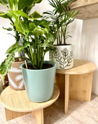Bamboo Plant Stands