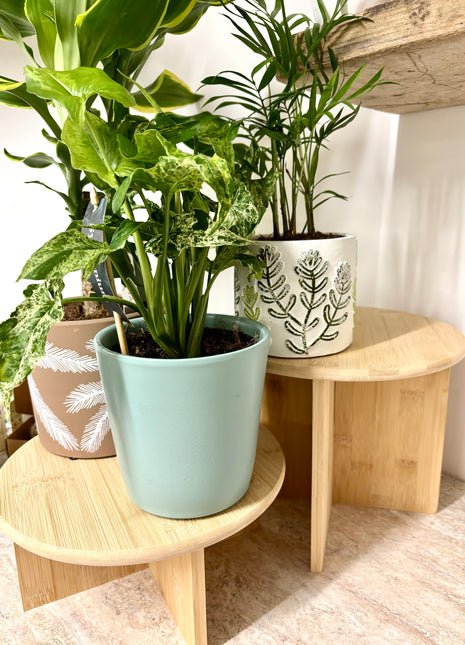 Bamboo Plant Stands