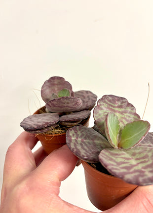 Kalanchoe Zebra