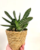 Small wicker pot