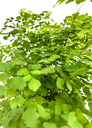 Adiantum Fragrans Fern