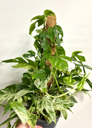 Epipremnum marble king