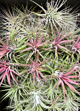 Air plants