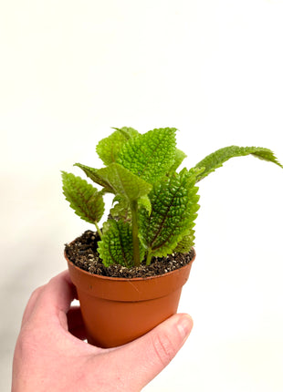 Pilea Moon Valley