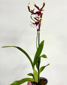 Cambria Orchid