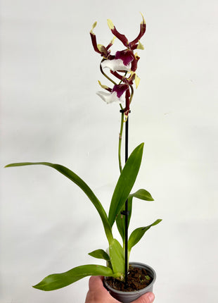 Cambria Orchid