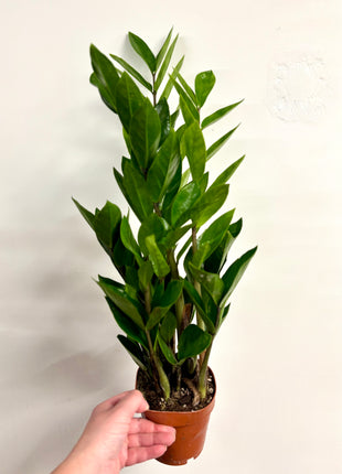Zamio  Zamiifolia