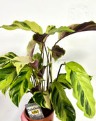 Calathea Fusion Yellow