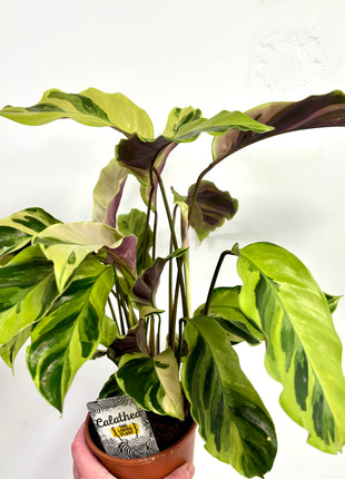 Calathea Fusion Yellow