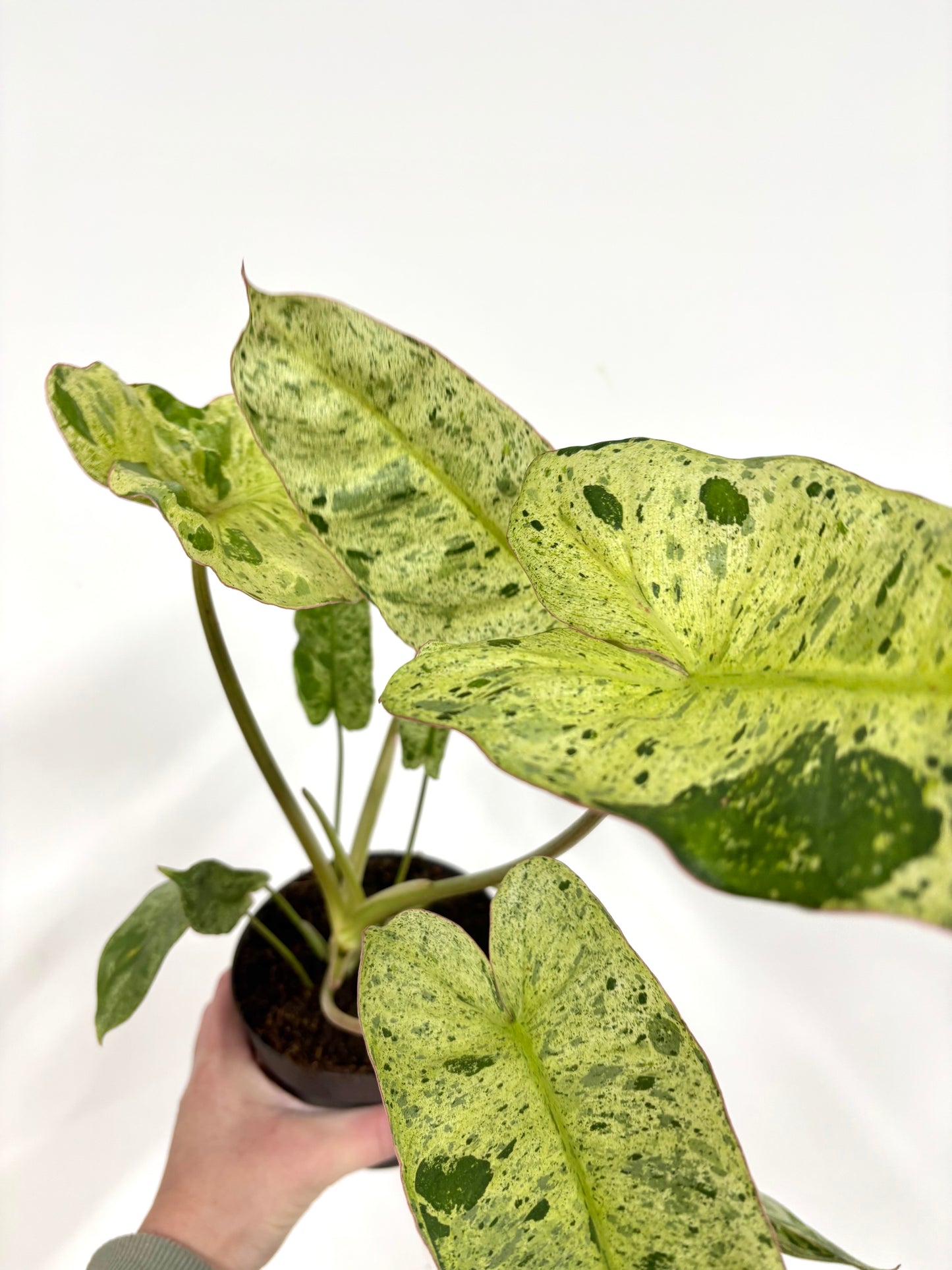 Philodendron Paraiso