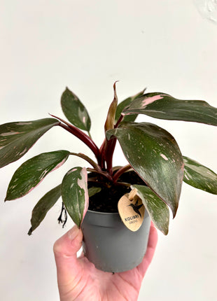Philodendron pink princess marble