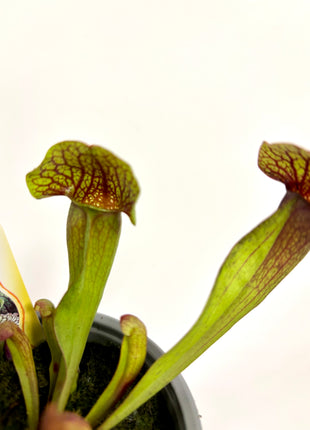Sarracenia Flytrap - Pitcher plant