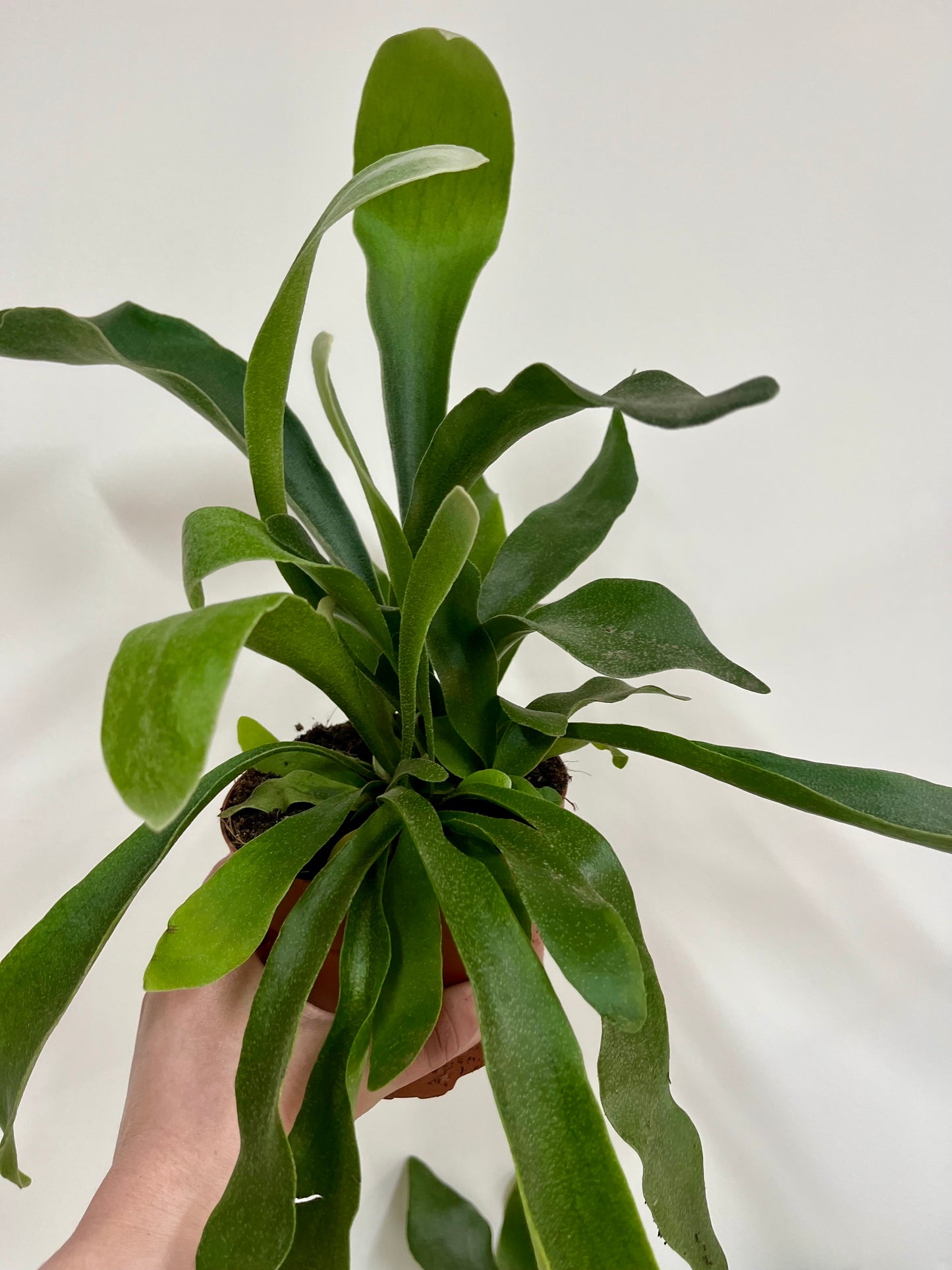 Platycerium Biforcatum / Staghorn Fern