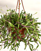 Senecio Purple Flush