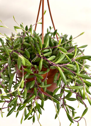 Senecio Purple Flush