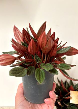Peperomia Rosso