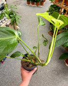 Monstera Burle Marx Flame
