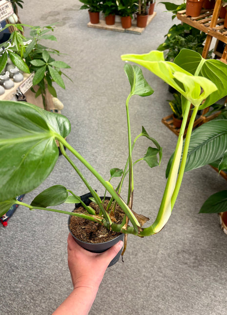 Monstera Burle Marx Flame