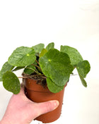 Pilea ‘Sugar’