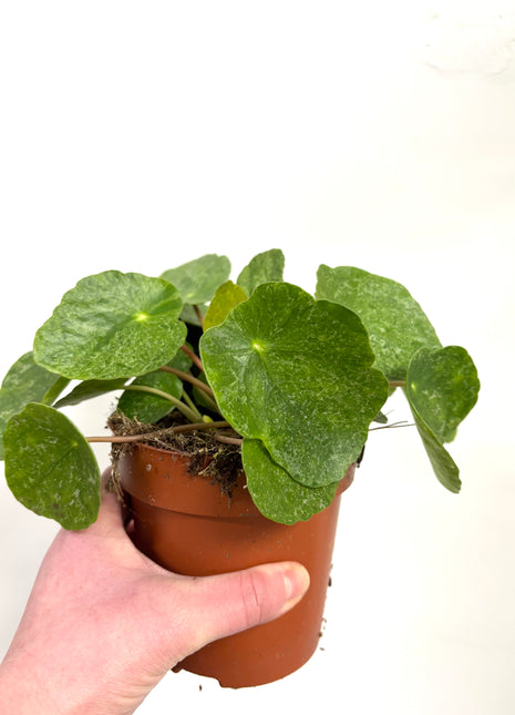 Pilea ‘Sugar’