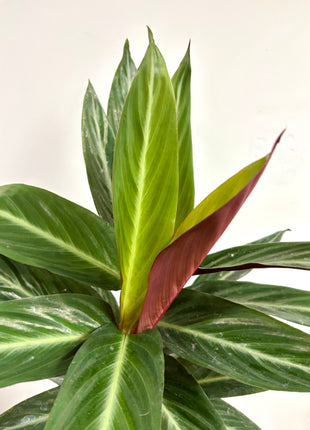 Calathea Stripestar