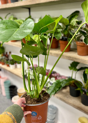 Monstera Deliciosa