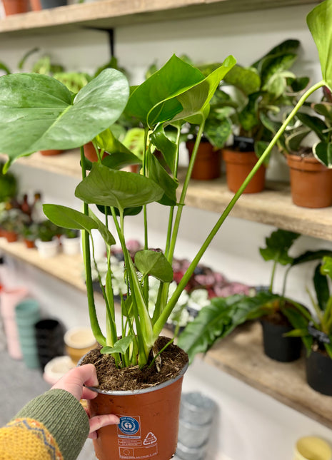 Monstera Deliciosa
