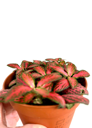 Fittonia - Pink/Red