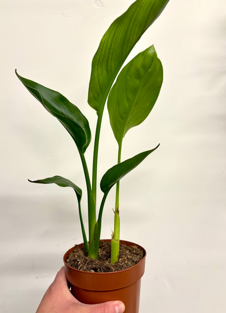 Strelitzia Nicolai / Bird Of Paradise