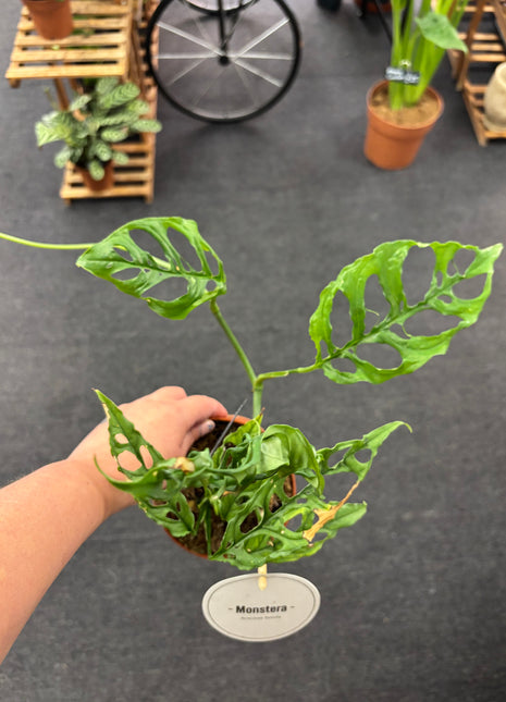 Monstera Oblique Peru
