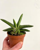 Gasteria Little Warty