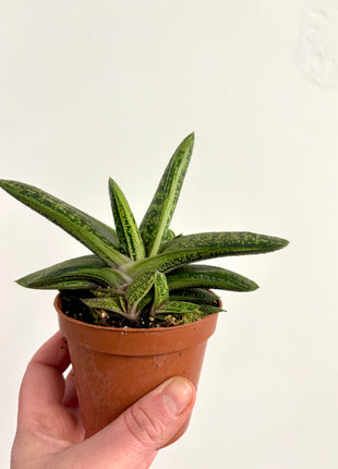 Gasteria Little Warty