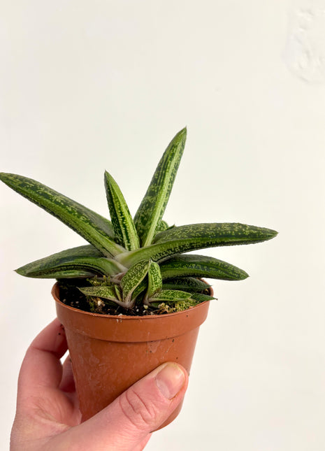 Gasteria Little Warty