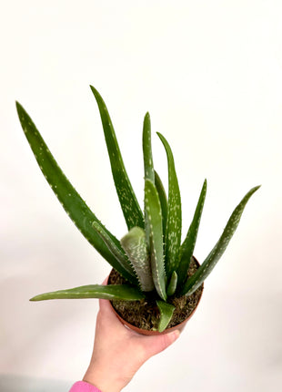 Aloe Vera
