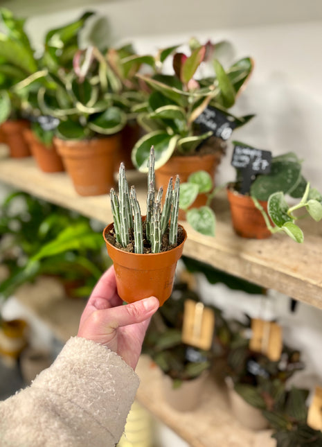 Senecio Stapeliformis