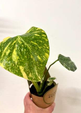 Monstera Thai Constellation
