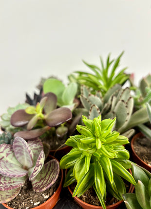 Succulents