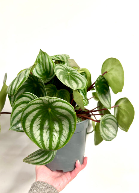 Peperomia Watermelon